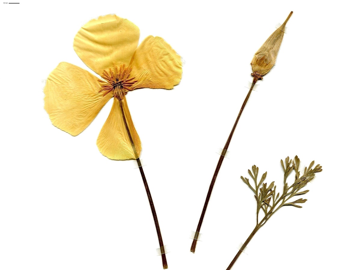 Eschscholzia californica (Papaveraceae)
